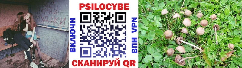 Купить  Николаевск-на-Амуре  Псилоцибиновые грибы GOLDEN TEACHER 